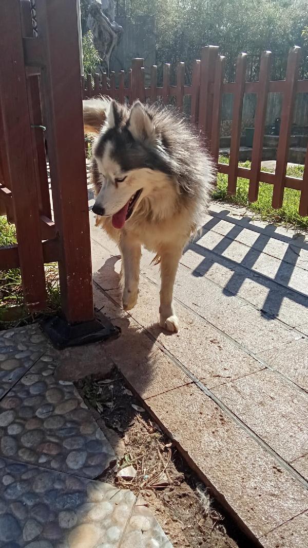 Splendida Malamute VICKY Foto 7